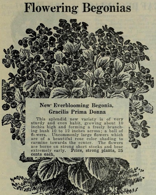 B. ‘Gracilis Prima Donna’